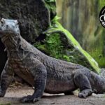 Bali Reptile Park 1-Day Admission Ticket - What to Expect at Bali Reptile Park