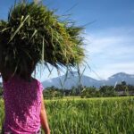 Bali: Rice Field Trip and Balinese Women Culture - Exploring Bali’s Rice Fields and Women’s Culture