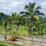 Bali: Rice Terrace Trekking & Jungle River Tubing Adventure - A Closer Look at What You Can Expect