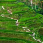 Bali: Sangeh, Taman Mumbul & Jatiluwih Private Day Tour - Practical Details and Tips