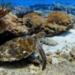 Bali: Snorkeling Trip to Blue Lagoon with Private Pickup Car - How This Tour Fits Into Your Bali Itinerary