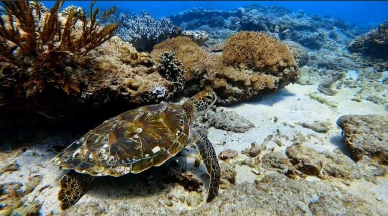 Bali: Snorkeling Trip to Blue Lagoon with Private Pickup Car - How This Tour Fits Into Your Bali Itinerary