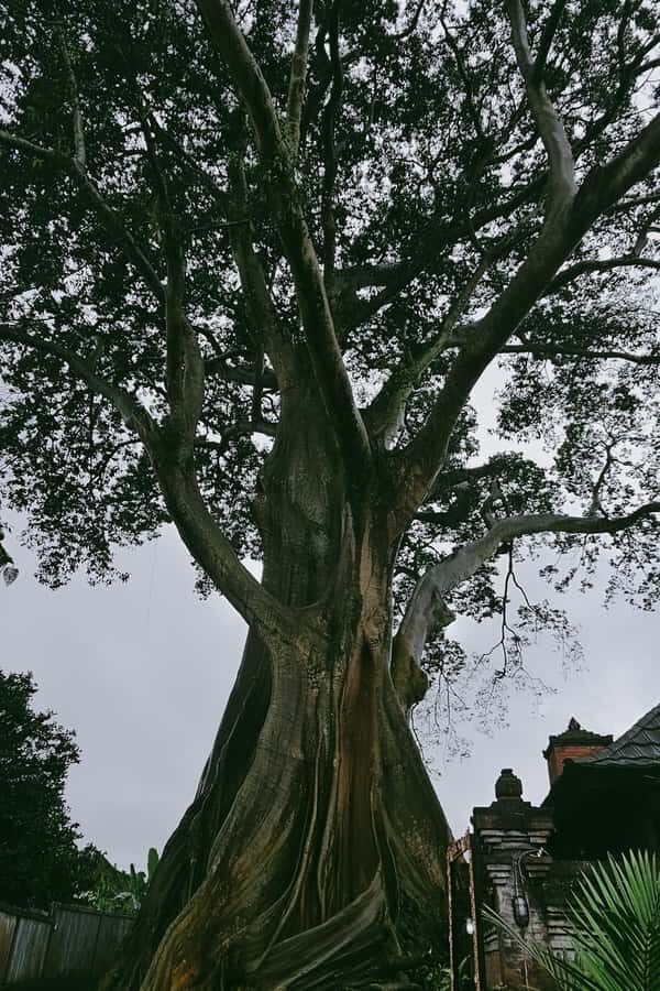 Bali: Spirit of Tabanan Motorcycle Tour - Discovering Bali’s Natural Beauty on Two Wheels