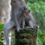 Bali: Sunrise Kintamani Jeep Tour with Monkey Forest - Practical Insights & Tips