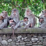 Bali Tour Driver - In-Depth Look at the Itinerary