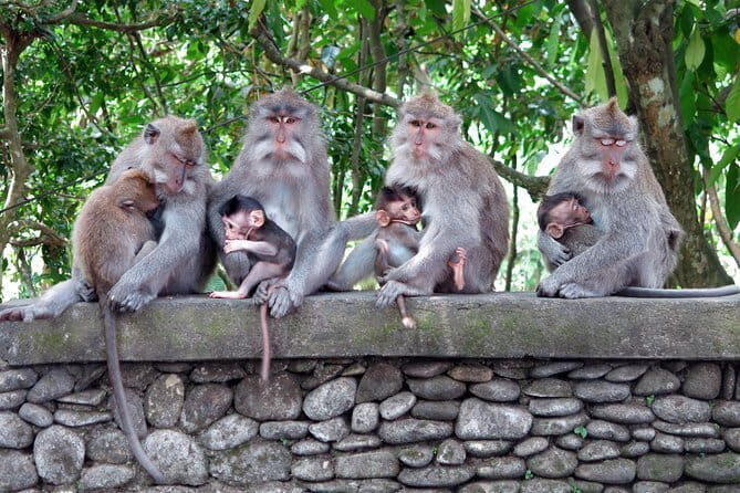 Bali Tour Driver - In-Depth Look at the Itinerary