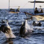 Bali Tour: Ethical Dolphin Swim Experience in Lovina - What Makes This Dolphin Swim Stand Out?