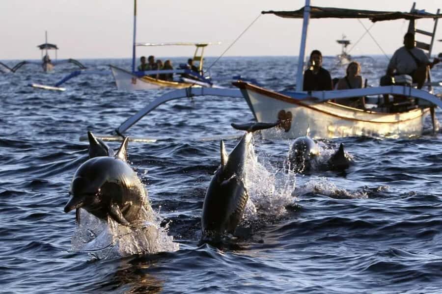 Bali Tour: Ethical Dolphin Swim Experience in Lovina - What Makes This Dolphin Swim Stand Out?