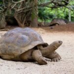 Bali: Turtle Conservation and Education Center Tour - What Makes This Tour Special?