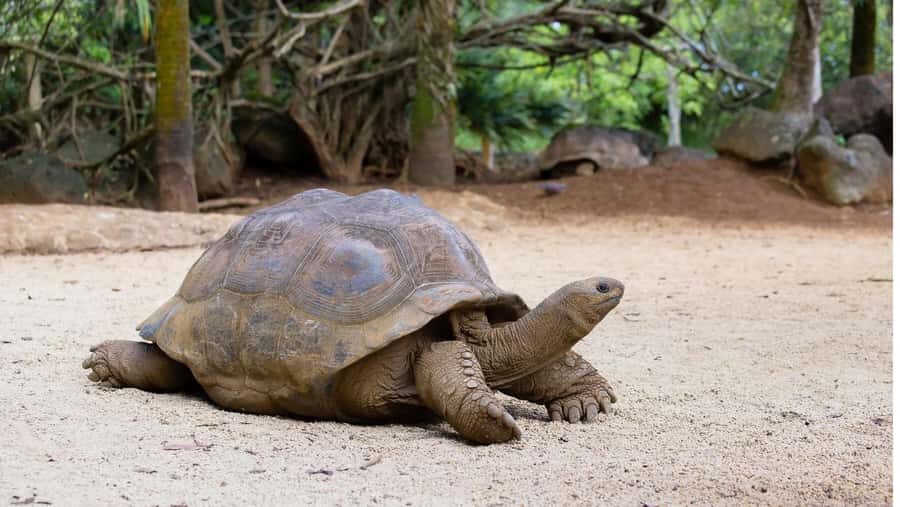 Bali: Turtle Conservation and Education Center Tour - What Makes This Tour Special?