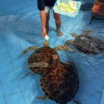 Bali: Turtle Conservation Visit & Island Land Tour - The Highlights: Natural Wonders and Wildlife