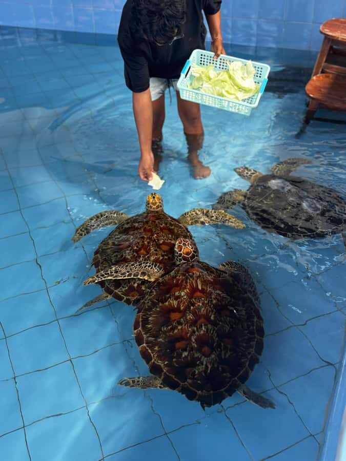 Bali: Turtle Conservation Visit & Island Land Tour - The Highlights: Natural Wonders and Wildlife