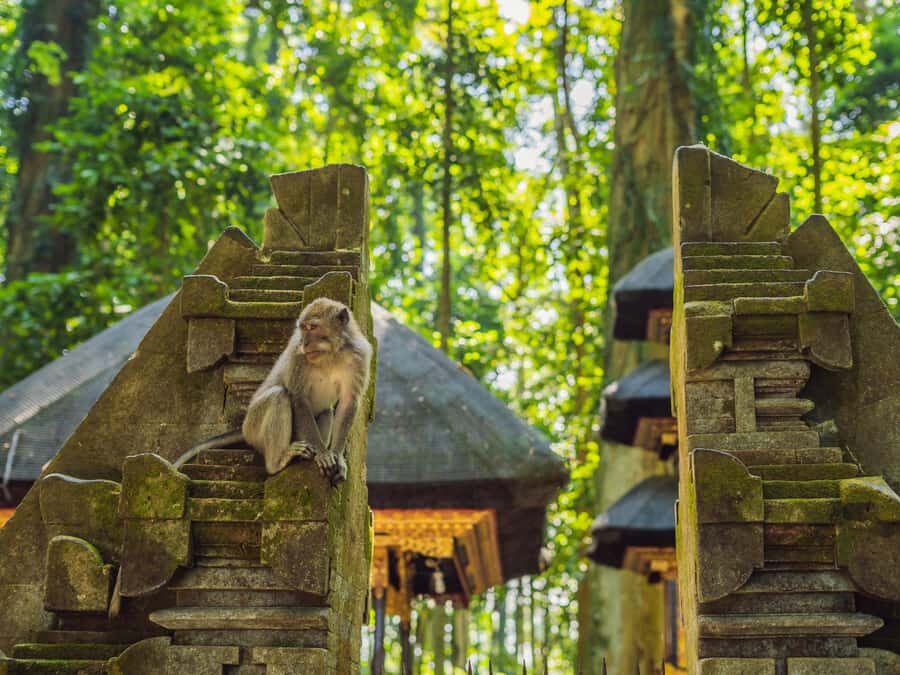 Bali: Ubud Adventure, ATV, Monkey Forest& Waterfall Tour - The Sum Up: Who Will Love This Tour?