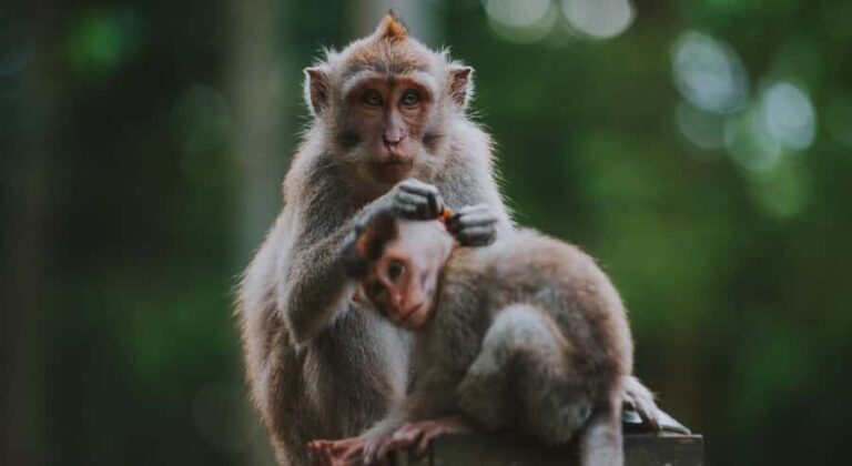 Bali: Ubud Private Tour with Waterfalls and Jungle Swing - Who Is This Tour Perfect For?