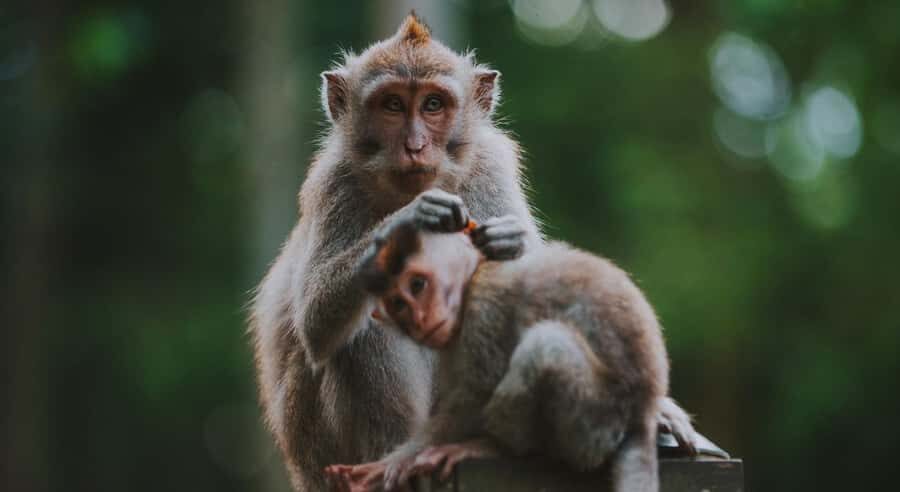 Bali: Ubud Private Tour with Waterfalls and Jungle Swing - Who Is This Tour Perfect For?