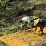 Bali Village Sunset Experience  Jamu, Local Sweets & Dinner - Practical Details and What to Expect