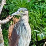 Balinsasayao Twin Lakes Half Day Tour | Tours in English - Who Is This Tour Best For?