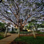 Bangalore: National Gallery of Modern Art with Pickup - The Value of This Tour