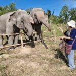 Bangkok: Elephant Sanctuary &Khao Kheow Open Zoo (Moodeng) - Authentic Experiences Brought to Life
