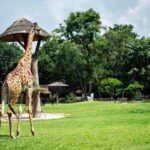 Bangkok/Pattaya: Khao Kheow Zoo Private Tour with Pickup - Who This Tour Is Best For