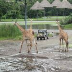 Bangkok Safari & Marine Park - Who Will Love This Tour?