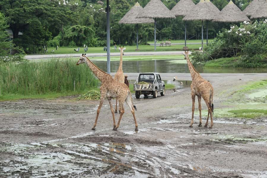 Bangkok Safari & Marine Park - Who Will Love This Tour?
