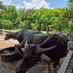 Bangkok to DuBua Café & Amphawa Private Day Trip - Why DuBua Café & Farm Stands Out