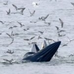 Bangkok: Whale Watching Experience with Breakfast and Lunch - Meals and Comfort: A Major Plus