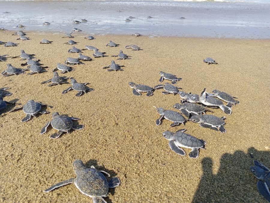 Banyuwangi hidden gem: Sukamade Beach Turtle Release Tour - What Makes This Tour Special?
