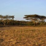 Banyuwangi: Ijen, Baluran, and Watu Dodol 2-Day Tour - Transportation, Group Size, and Overall Value