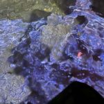 Banyuwangi: Ijen Volcano Trek & Coffee Plantation Tour - In-Depth Look: Why This Tour Works