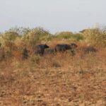 Banyuwangi: Jagir Waterfall & Baluran National Park Tour - Tasting Local Flavors: Lunch Stop