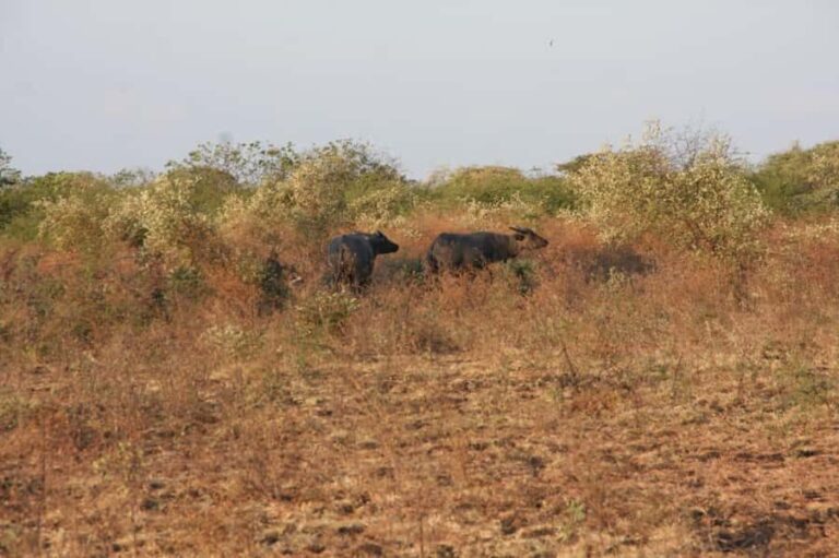 Banyuwangi: Jagir Waterfall & Baluran National Park Tour - Tasting Local Flavors: Lunch Stop  