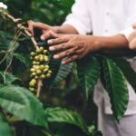 Banyuwangi: Kalibaru Train Adventure & Cultural Tour - Practical Details & What to Know Before Booking