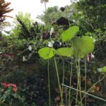 Barbados: Hunte's Garden, Artisan Studios, and Beach Tour - Witnessing Artisans at Work: Earthworks Pottery and The Batik Studio