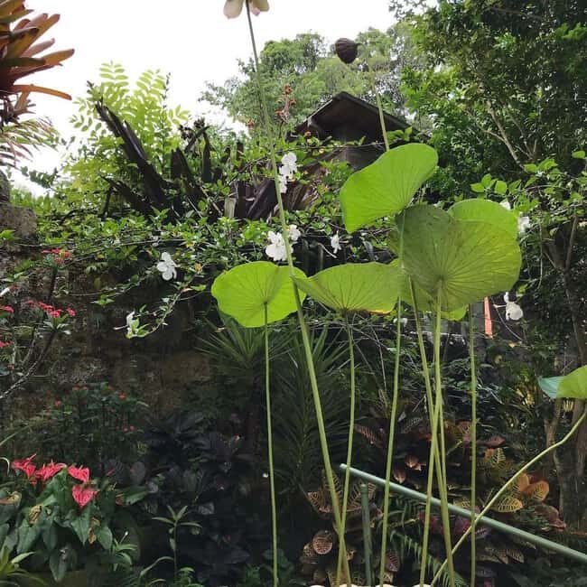 Barbados: Hunte's Garden, Artisan Studios, and Beach Tour - Witnessing Artisans at Work: Earthworks Pottery and The Batik Studio