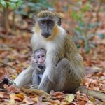 Barbados Small-Group Monkey Feeding Experience - The Full Experience Breakdown