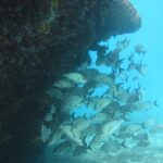 Barbados Snorkeling and Sailing Adventure for Small Groups - Authentic Touches and Real Experiences