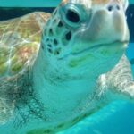 Barbados Sunset and Snorkeling Catamaran Cruise - Final Thoughts: Is It Worth It?