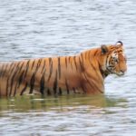 Bardia National Park: 3-Night Nepal's Tiger Tour - Day 1: Arrival and First Safari