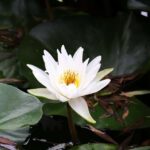 Beijing: Taoranting Park Entry Ticket - Seasonal Scenery and Photography Opportunities