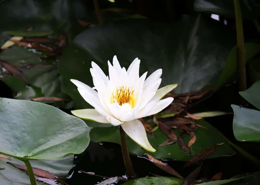 Beijing: Taoranting Park Entry Ticket - Seasonal Scenery and Photography Opportunities