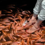 Bentota City Tour from Unawatuna - Practical Details and Value