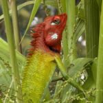 Bentota River Wildlife Boat Safari - What You Can Expect from the Itinerary