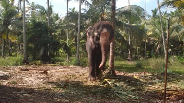 Bentota River,Turtels,Wood Carving & Temple tour By Tuk Tuk - Exploring Bentota: A Gateway to Sri Lanka’s Coast