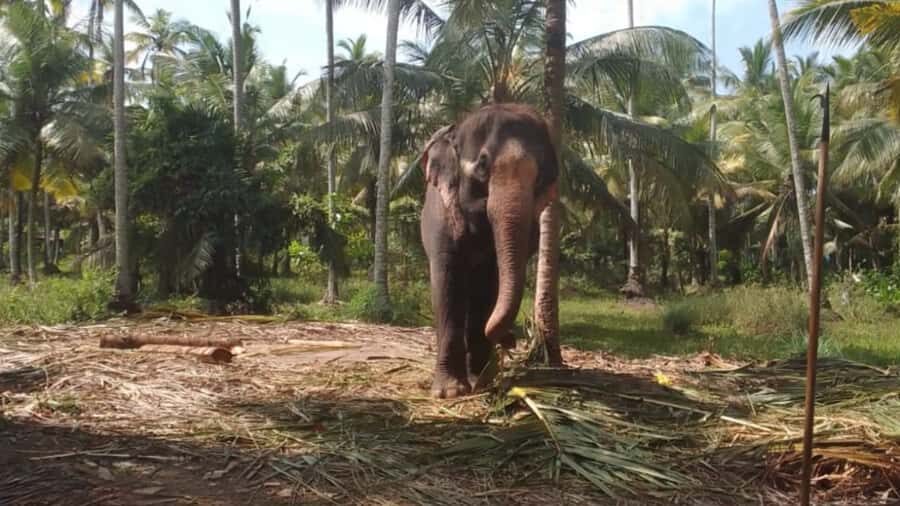 Bentota River,Turtels,Wood Carving & Temple tour By Tuk Tuk - Exploring Bentota: A Gateway to Sri Lanka’s Coast