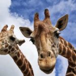 Beppu: Drive-in Kyushu Safari & Yufuin, Umi Jigoku Day Tour - Practical Details and Value