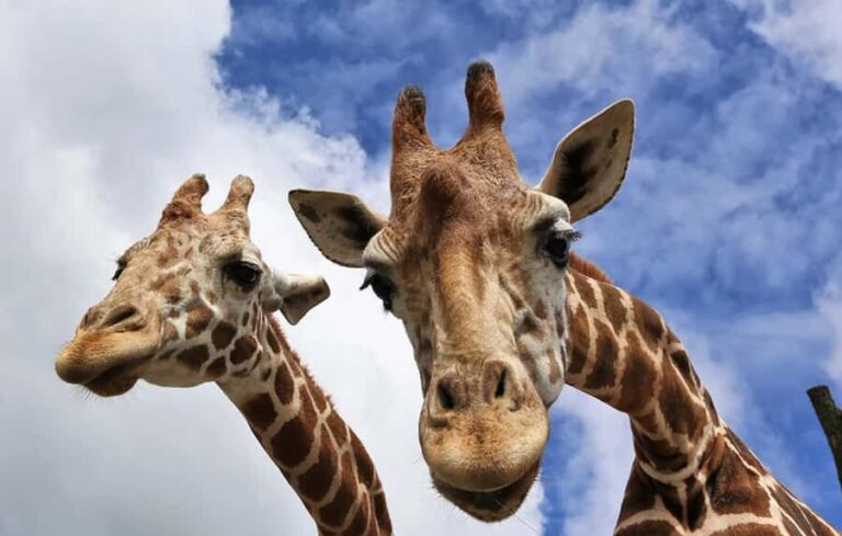 Beppu: Drive-in Kyushu Safari & Yufuin, Umi Jigoku Day Tour - Practical Details and Value