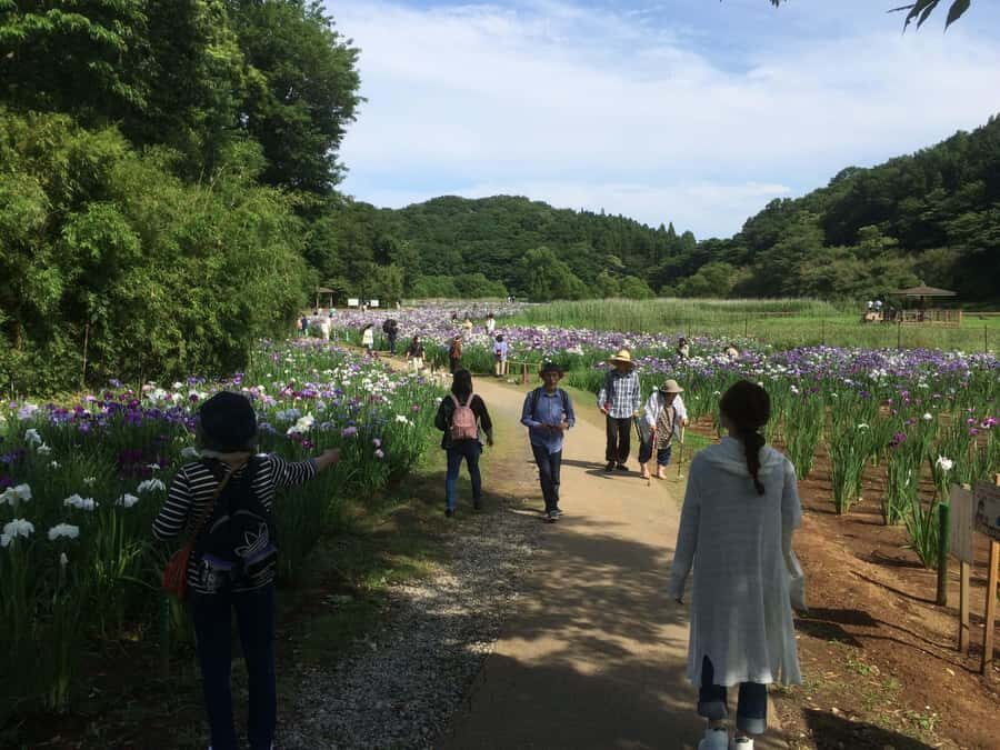 Beppu: Shidaka Lake Nordic Walking and Forest Bathing Tour - Practical Details You Need to Know
