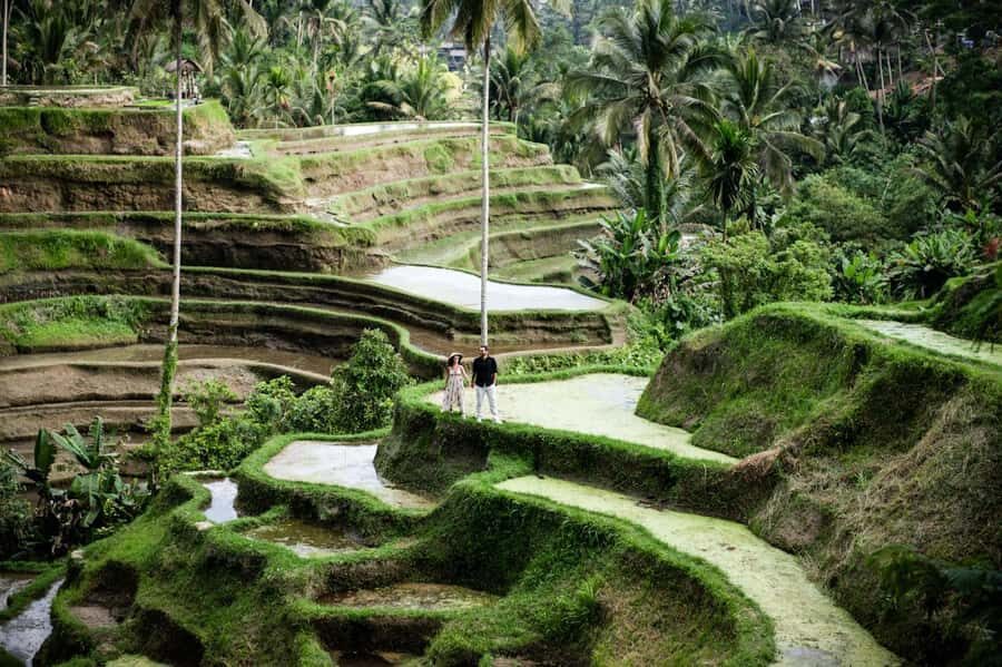 Best Of Ubud Purification Rice Terrace and Waterfall - The Guides and Personal Touches